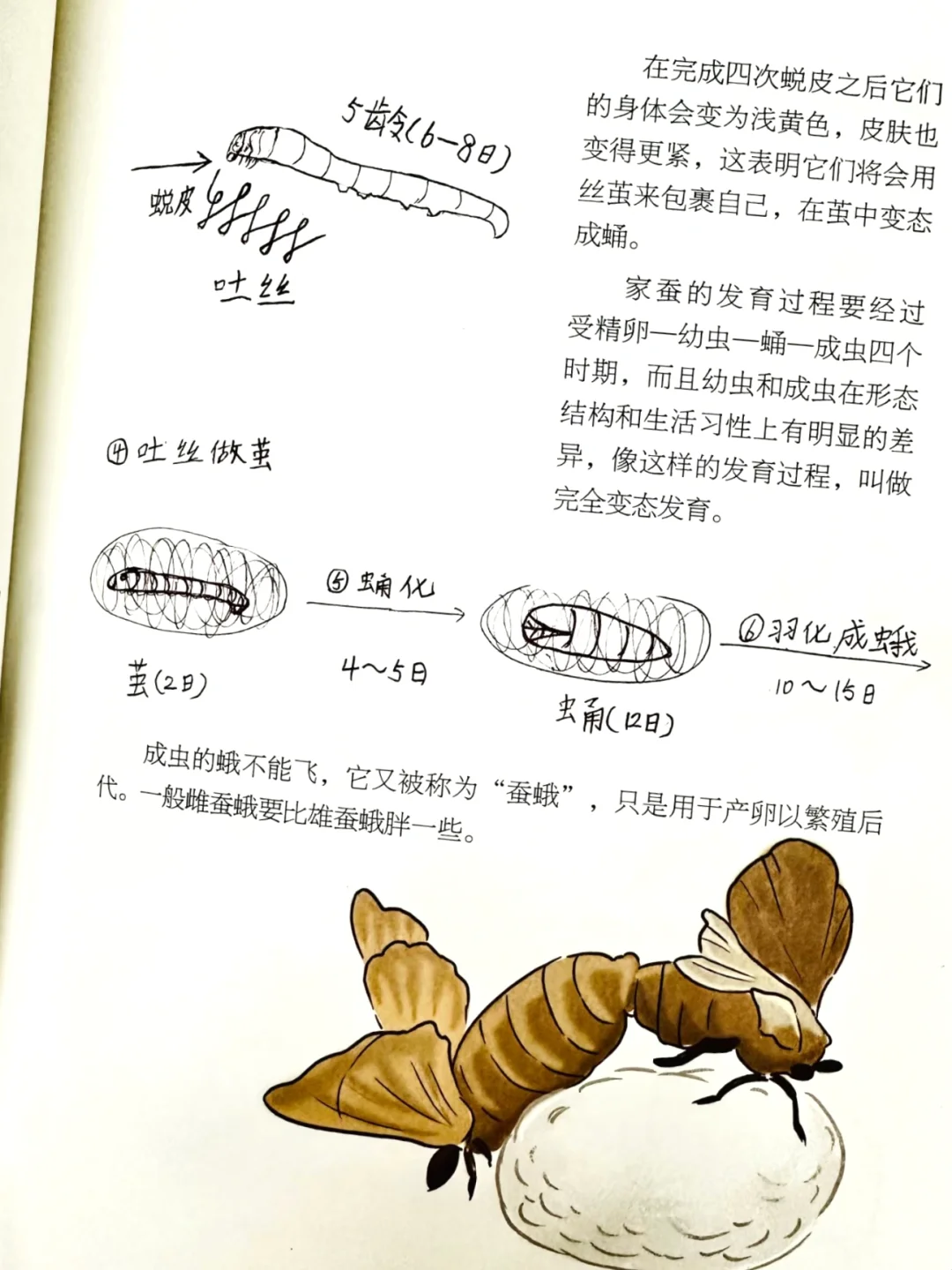 后悔没早发现，观察笔记这么香⁉️娃们亲手绘