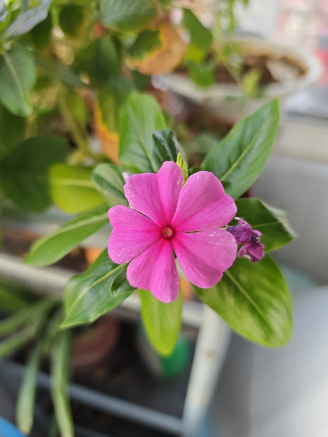 普通人定投标普500实现财富自由的可能性