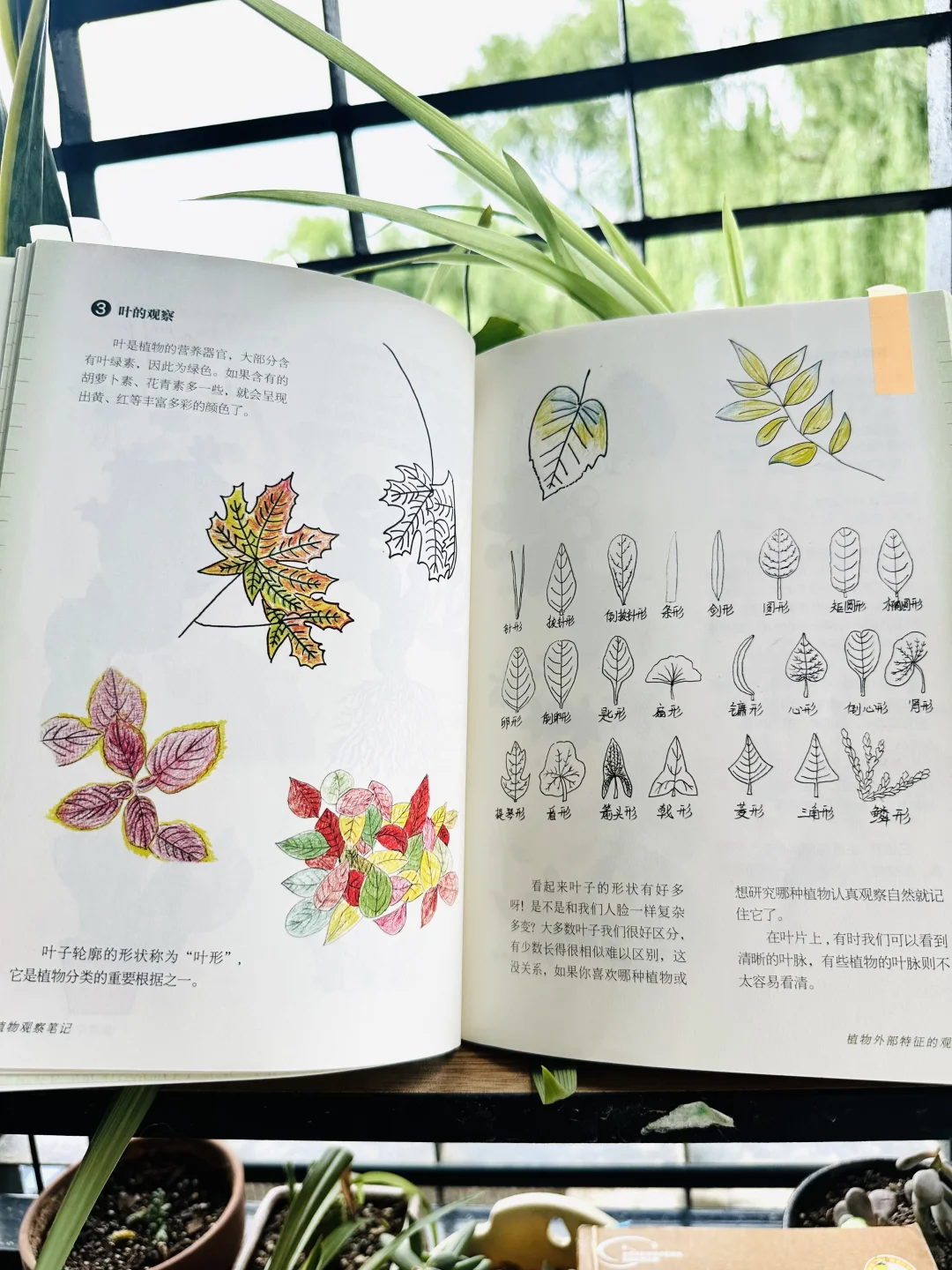 后悔没早发现，观察笔记这么香⁉️娃们亲手绘