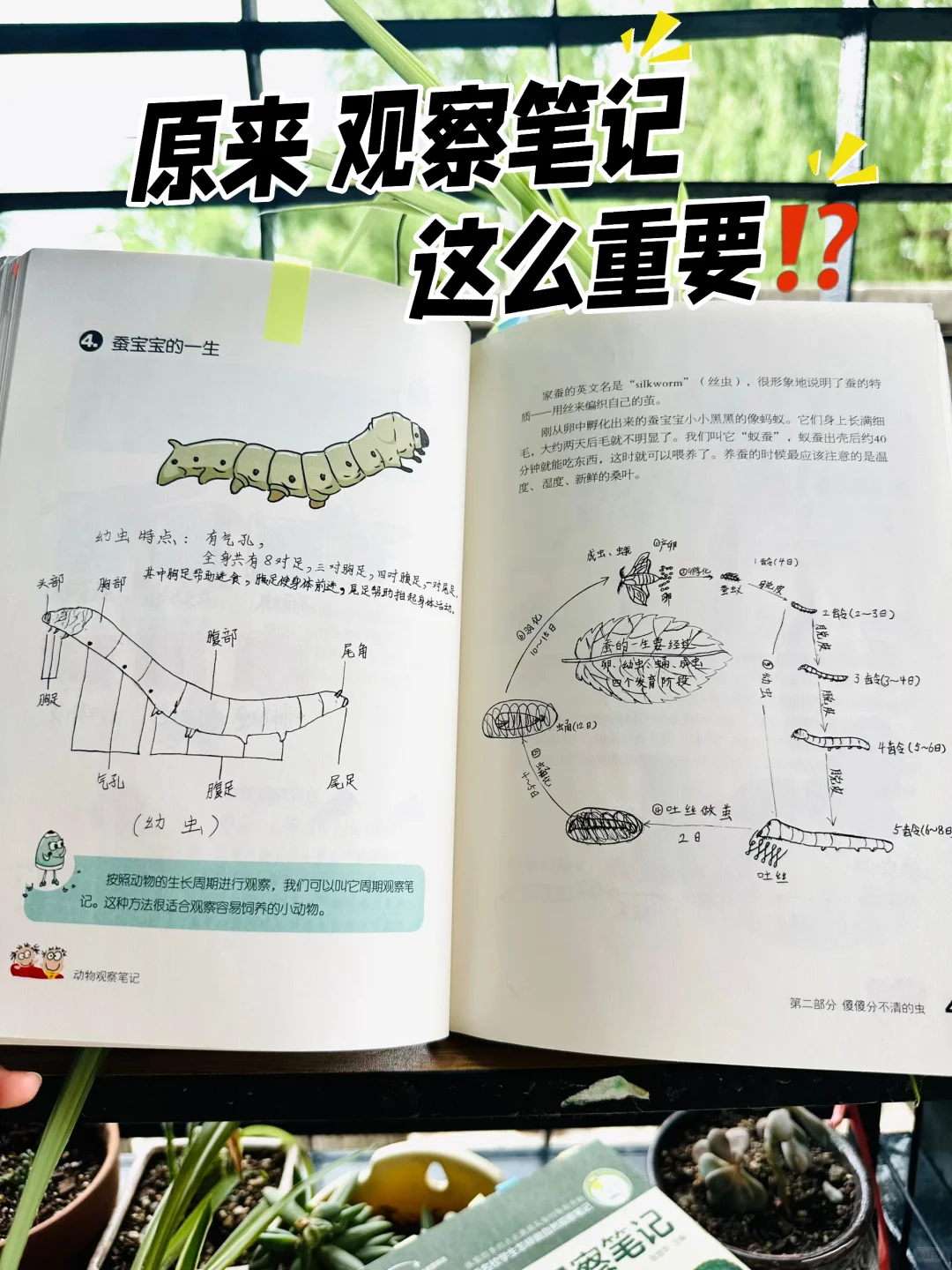 后悔没早发现，观察笔记这么香⁉️娃们亲手绘