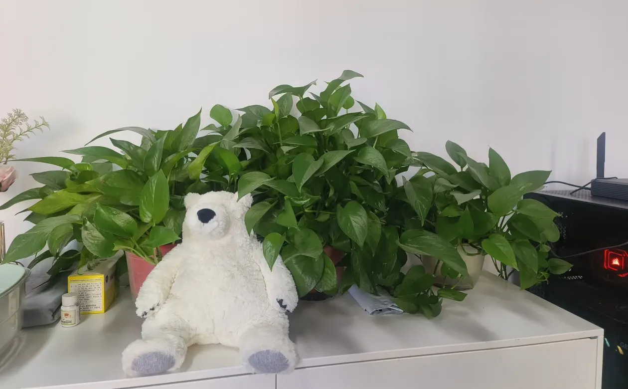 95后辞职勇闯陪诊赛道