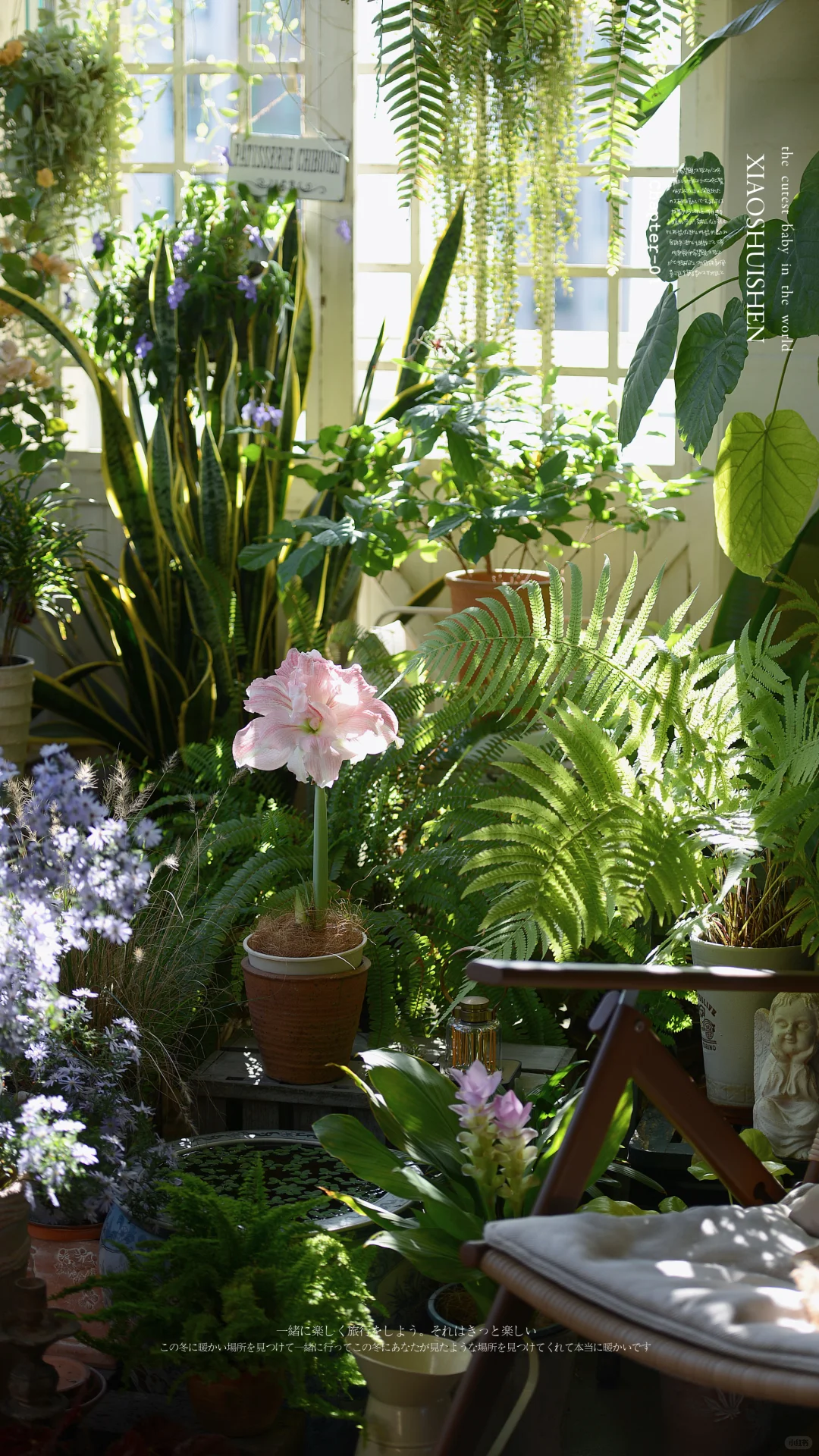 阳台造梦记~城市里的阳台绿意小确幸???