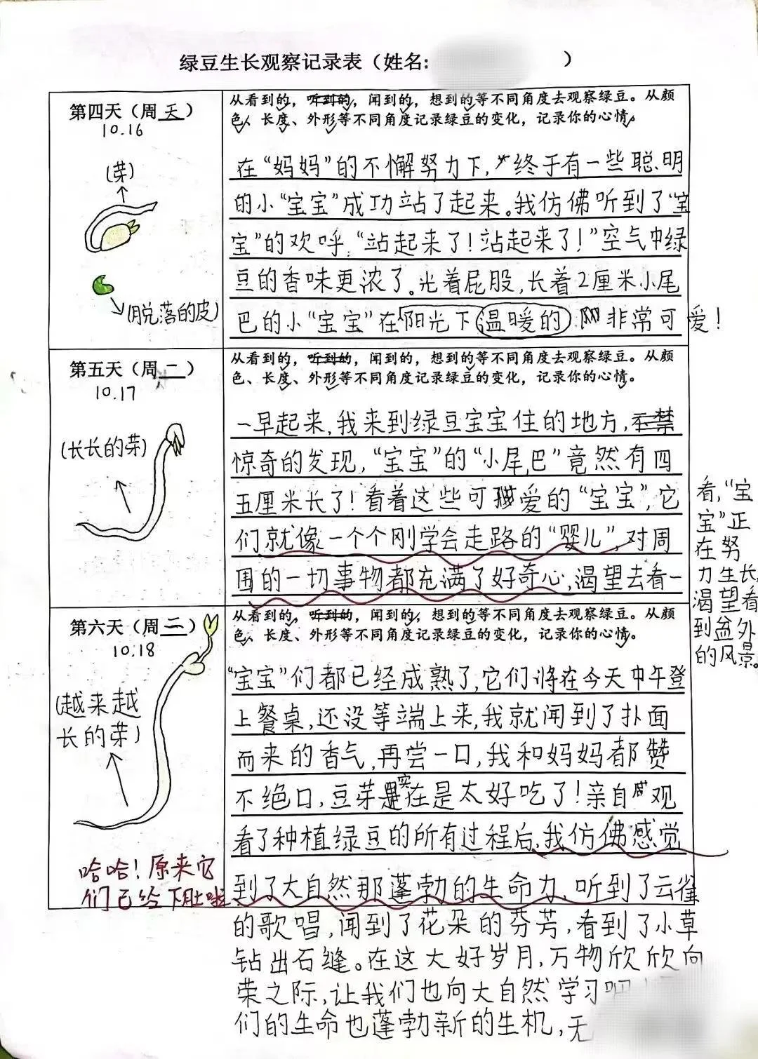 2024绿豆芽观察生长记录表