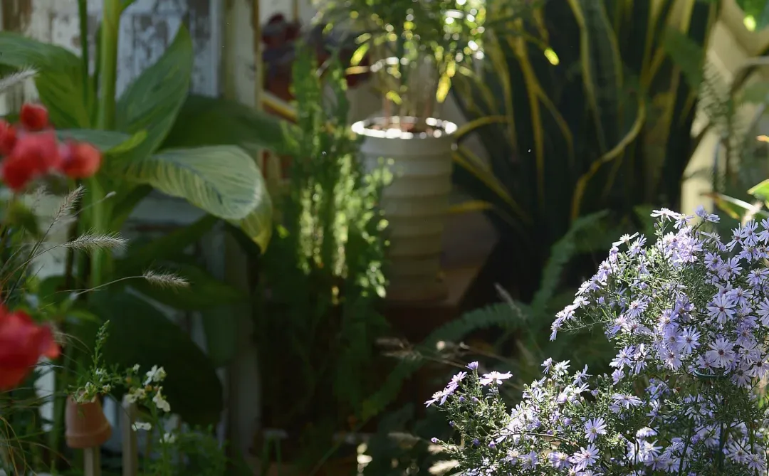阳台造梦记~城市里的阳台绿意小确幸???