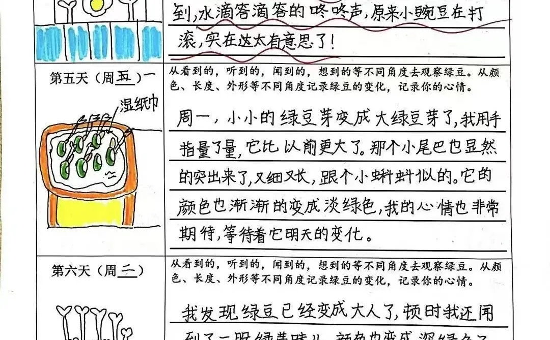2024绿豆芽观察生长记录表