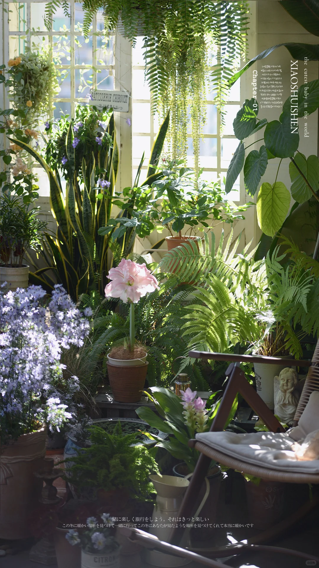 阳台造梦记~城市里的阳台绿意小确幸???