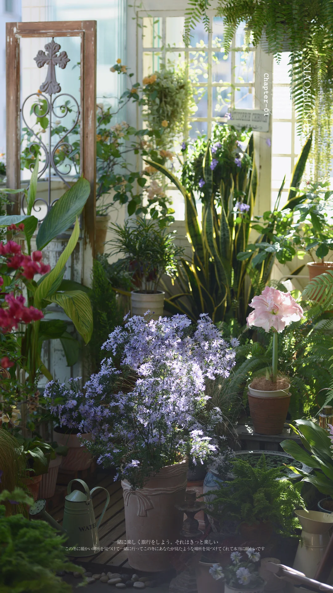 阳台造梦记~城市里的阳台绿意小确幸???