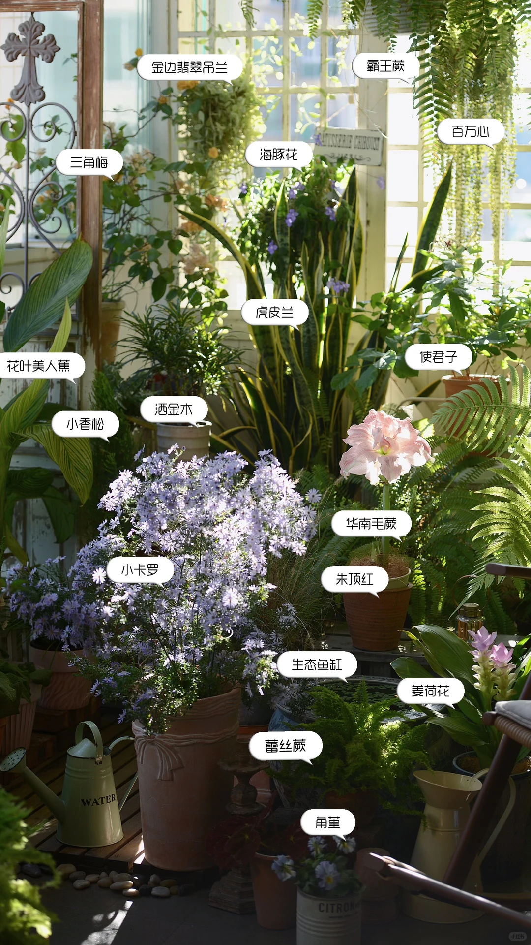 阳台造梦记~城市里的阳台绿意小确幸???