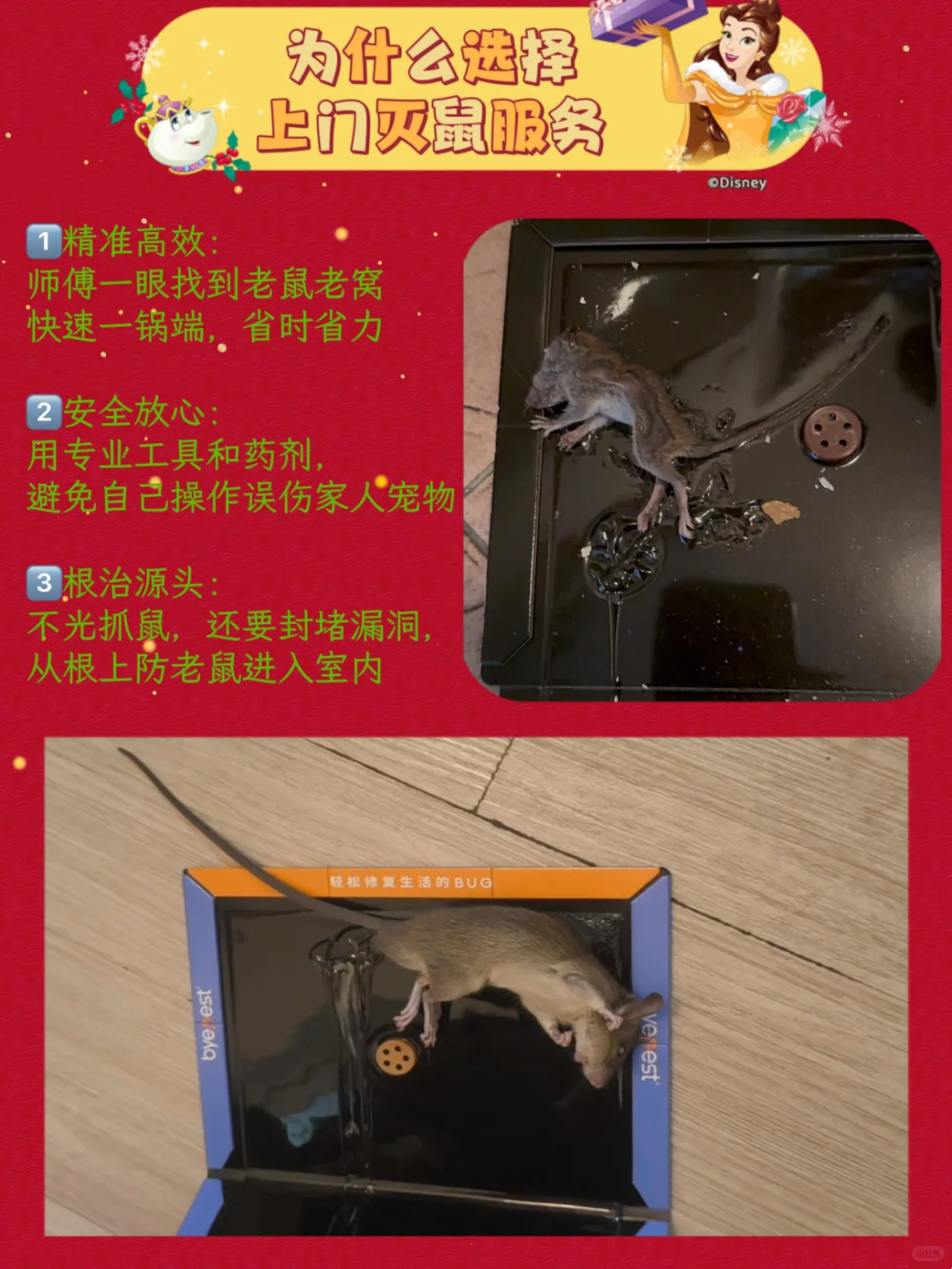 闭眼冲!双旦安心礼!专业除虫只要200+