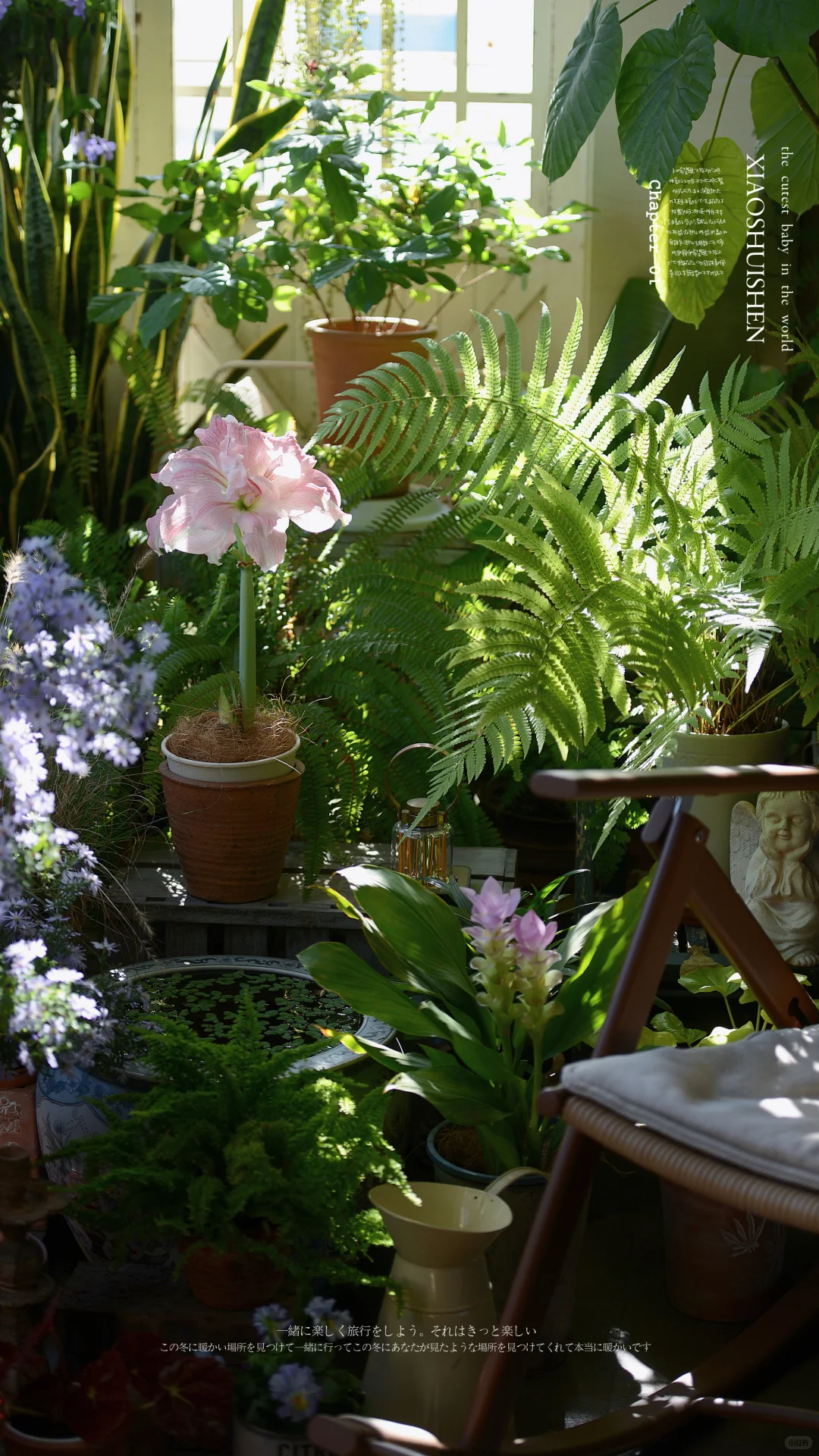 阳台造梦记~城市里的阳台绿意小确幸???