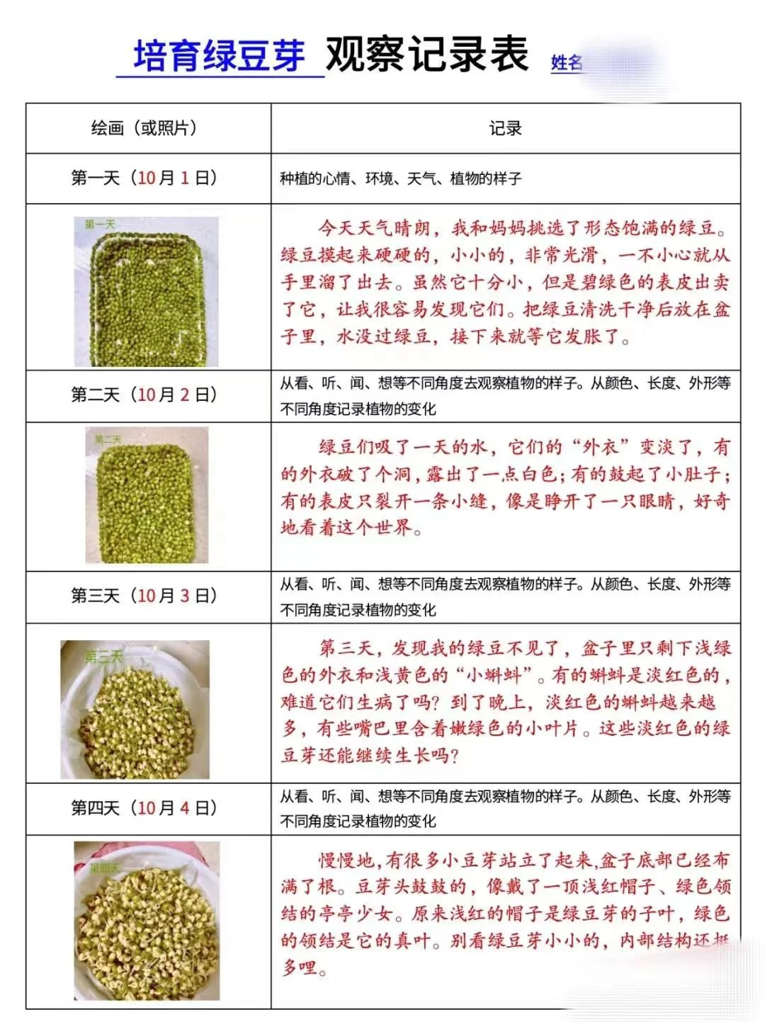 2024绿豆芽观察生长记录表