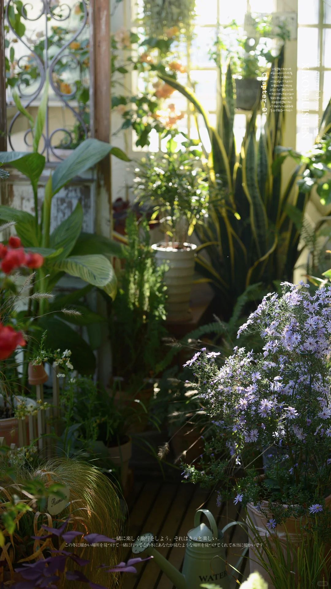 阳台造梦记~城市里的阳台绿意小确幸???