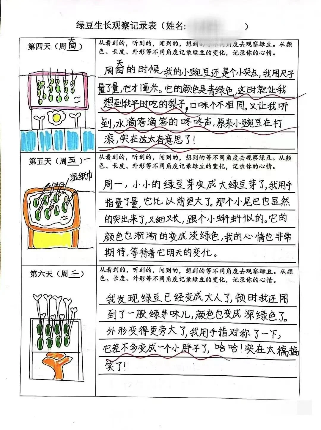 2024绿豆芽观察生长记录表