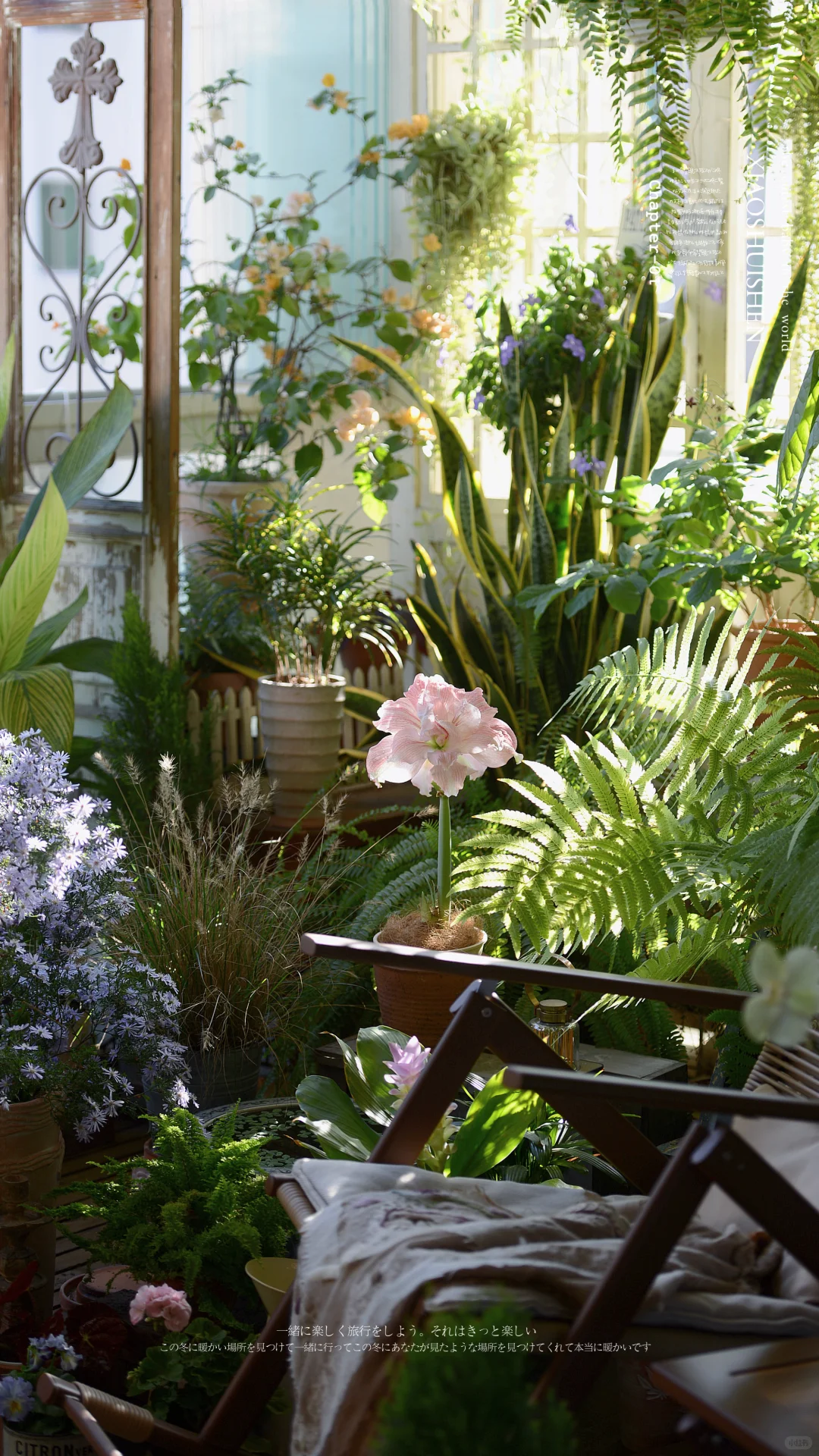 阳台造梦记~城市里的阳台绿意小确幸???