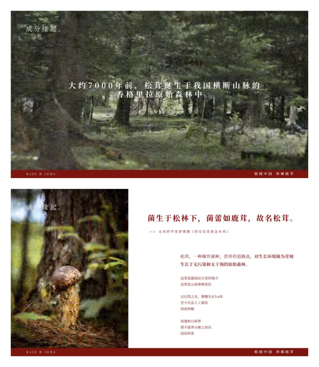 这个国货品牌把松茸做出了东方美学天花板✨