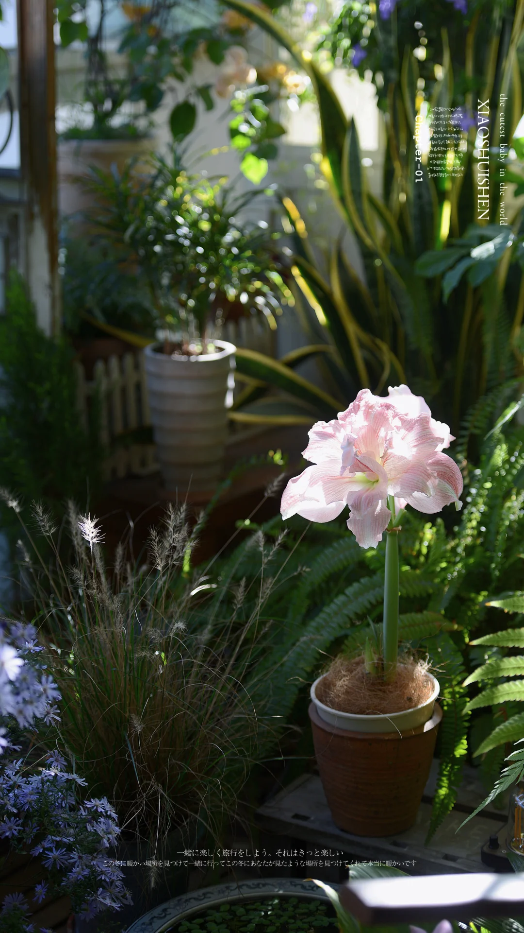 阳台造梦记~城市里的阳台绿意小确幸???