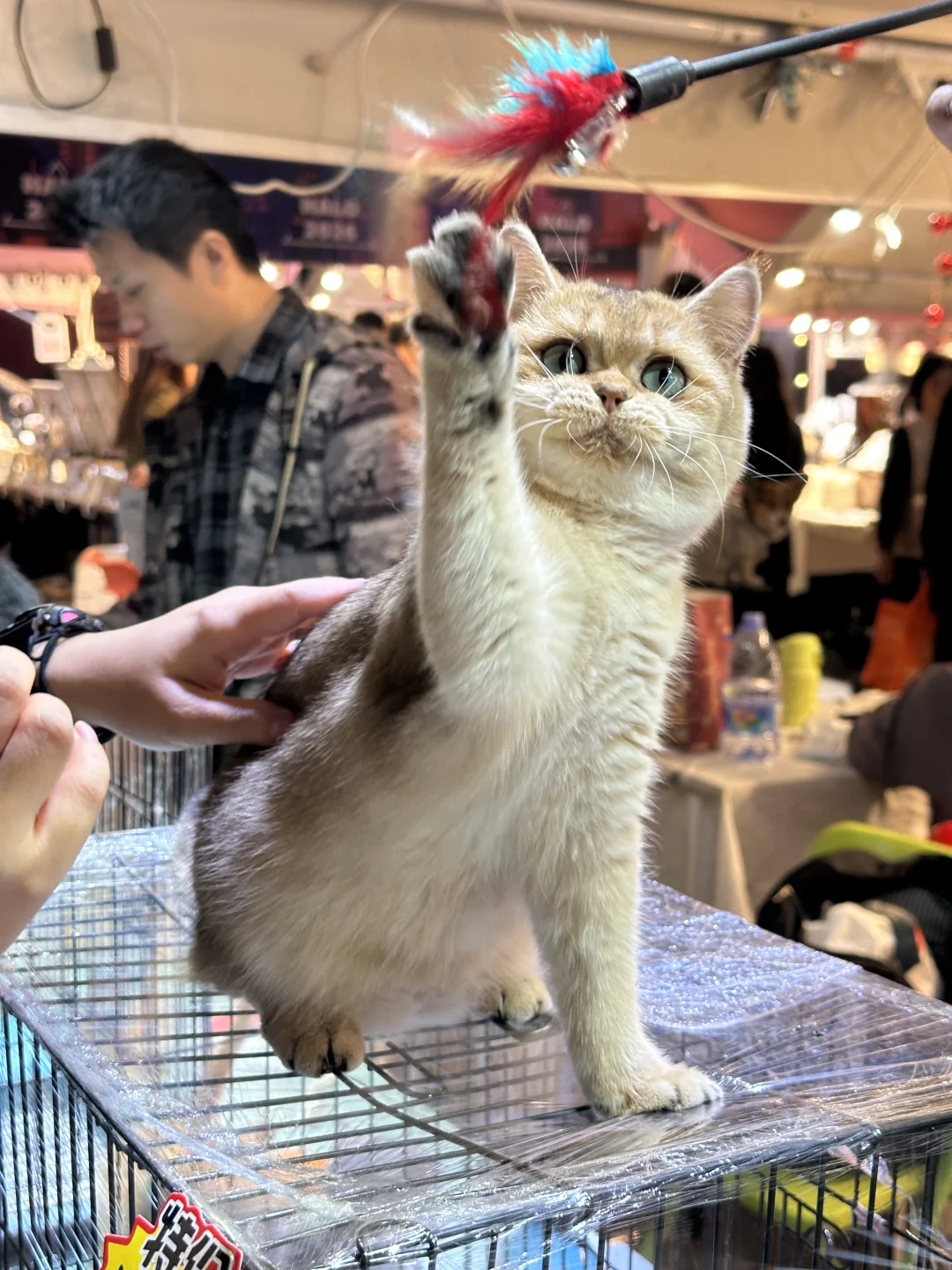 杂毛最后20分钟狂拉八个点？还好我没放弃?