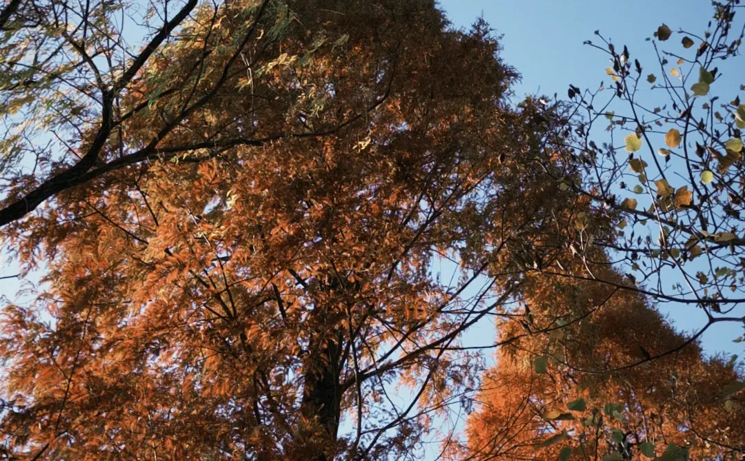 券商打工人上班仪式感｜拉毛