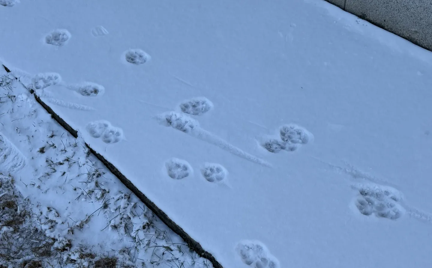 百度-小度用户研究面经
