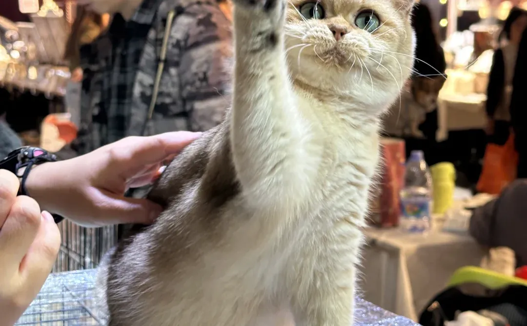 杂毛最后20分钟狂拉八个点？还好我没放弃?