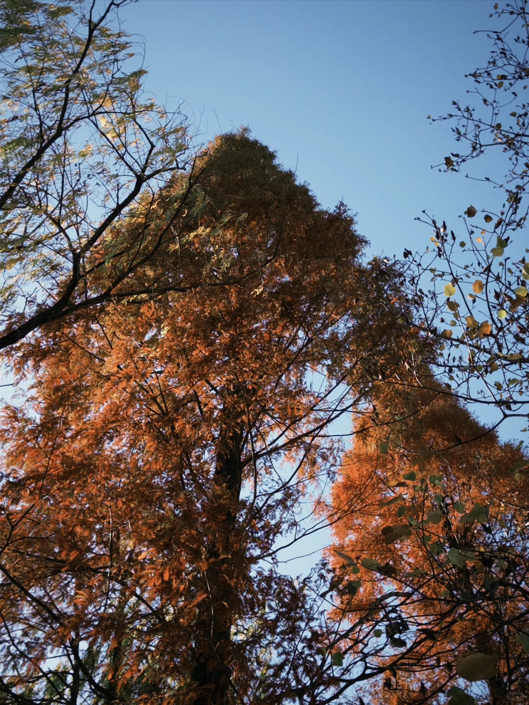 券商打工人上班仪式感｜拉毛