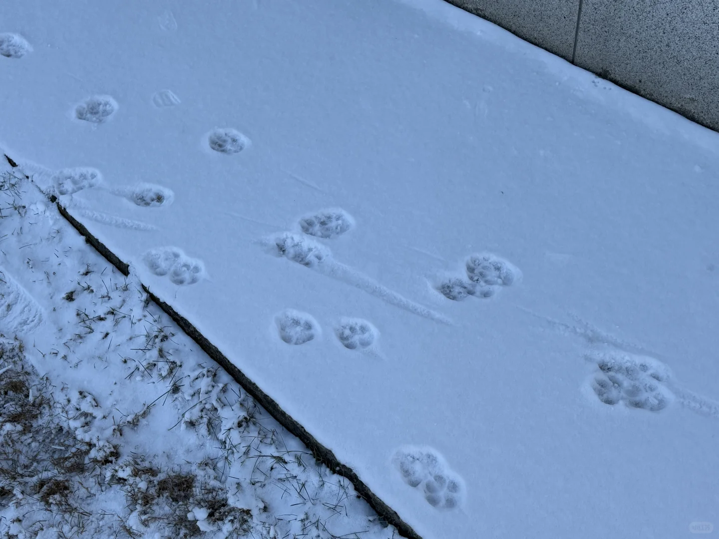 百度-小度用户研究面经