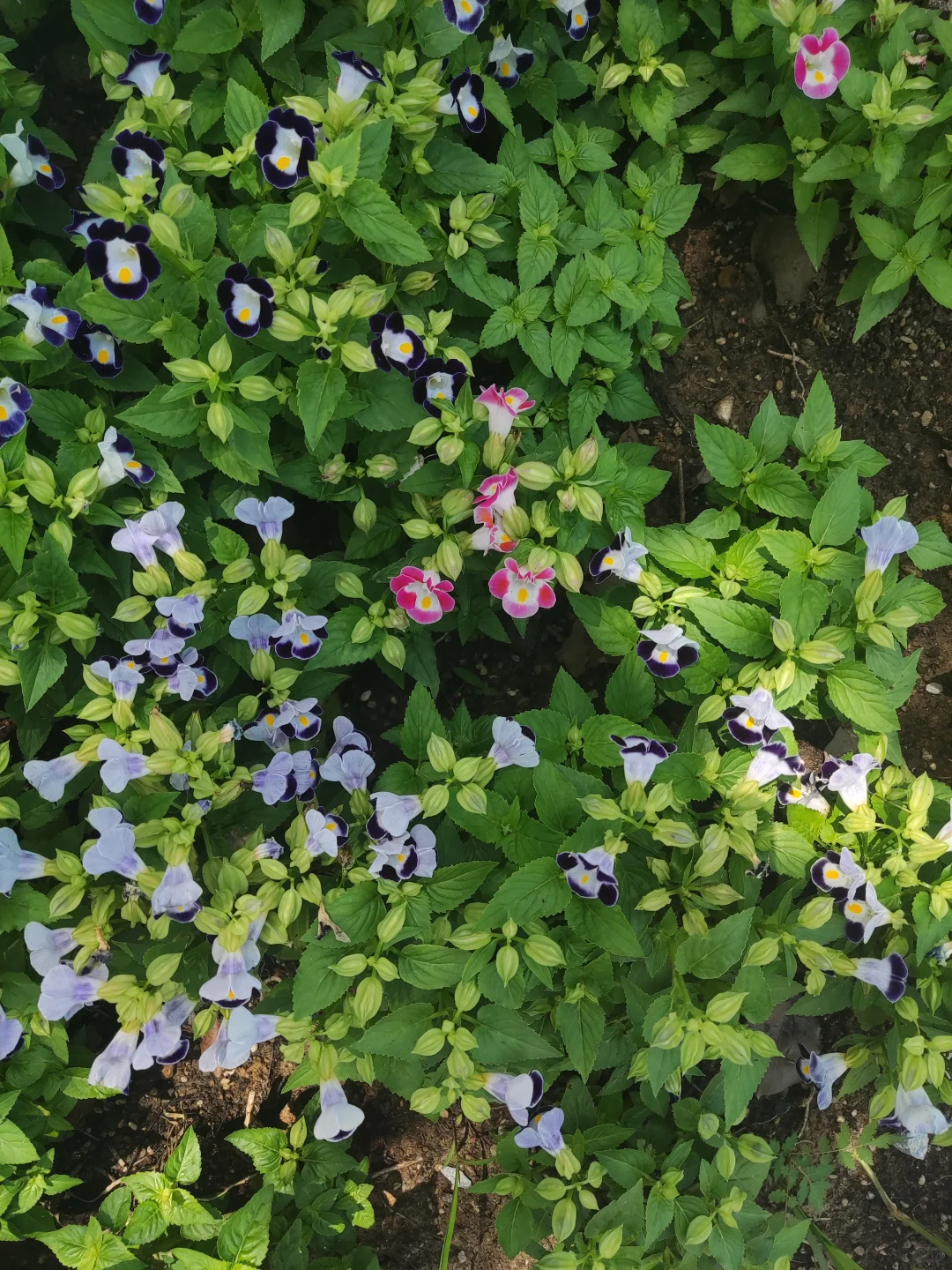 2024年河北省各地市经济情况