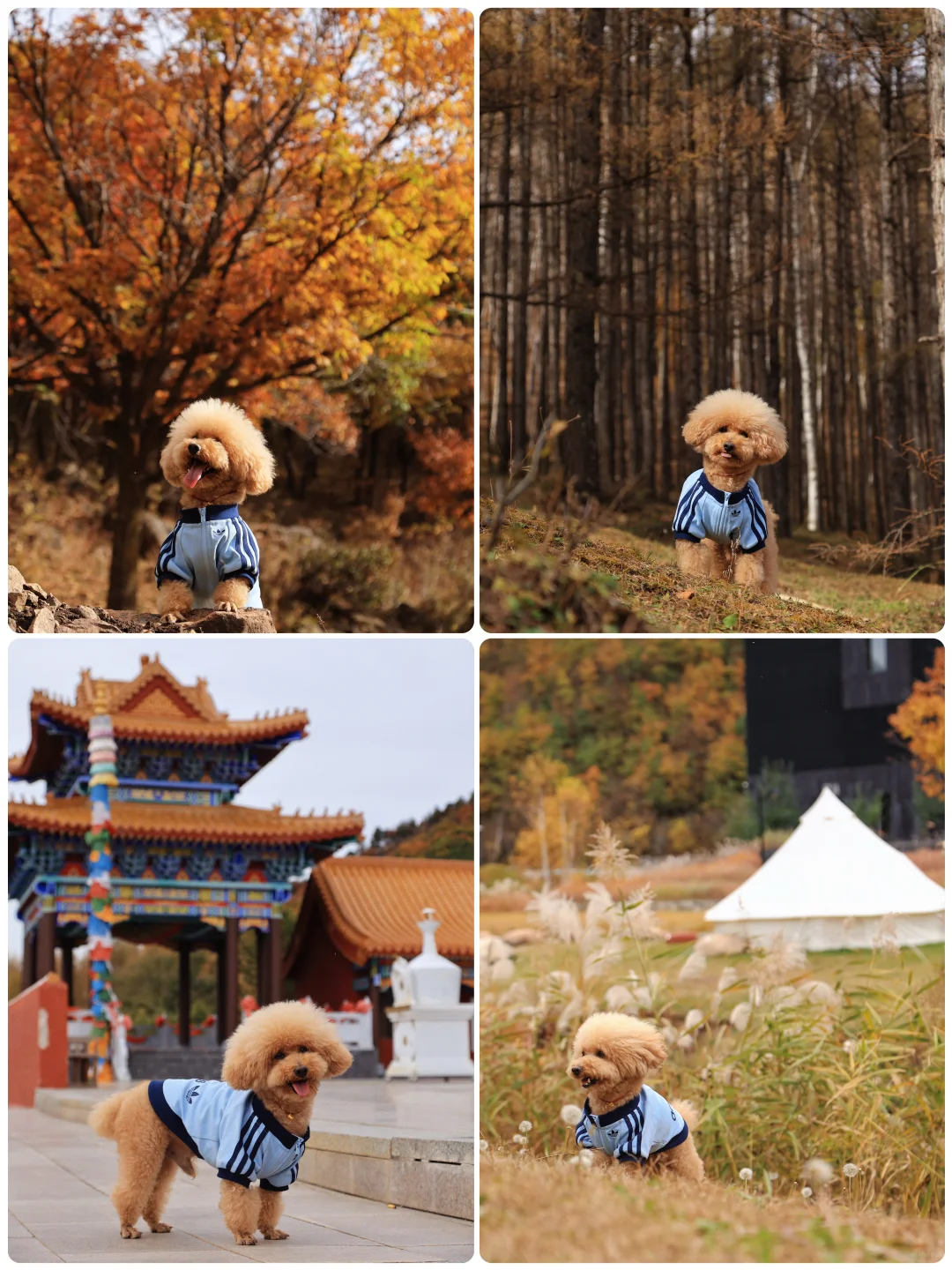 山楂2025出行报告，小狗狗的年终总结！