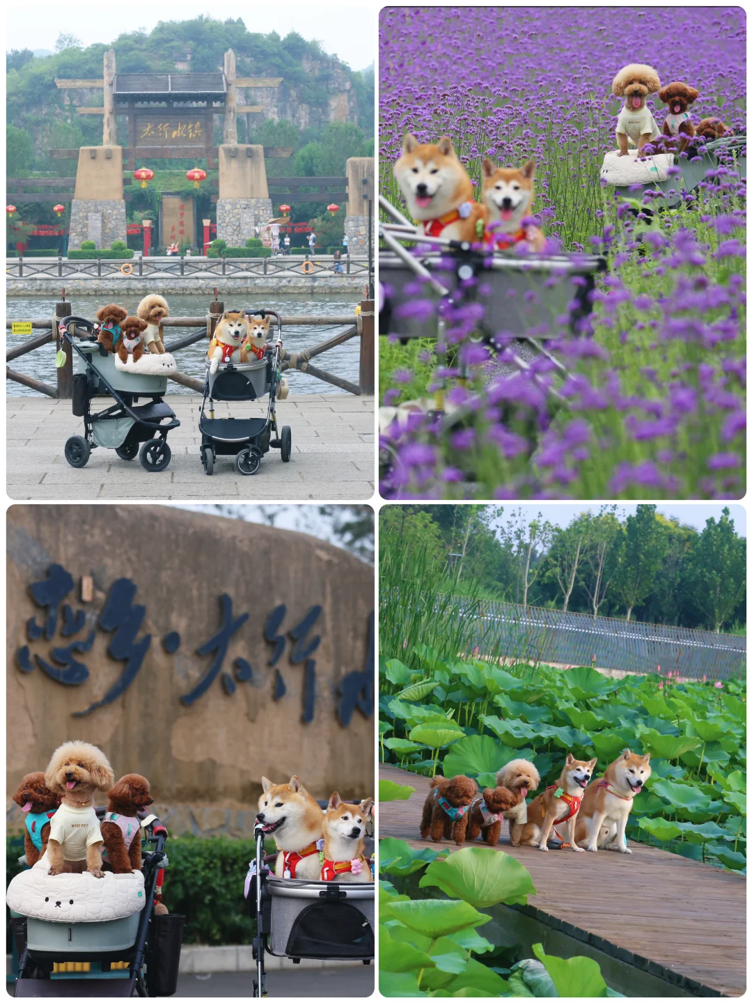 山楂2025出行报告，小狗狗的年终总结！