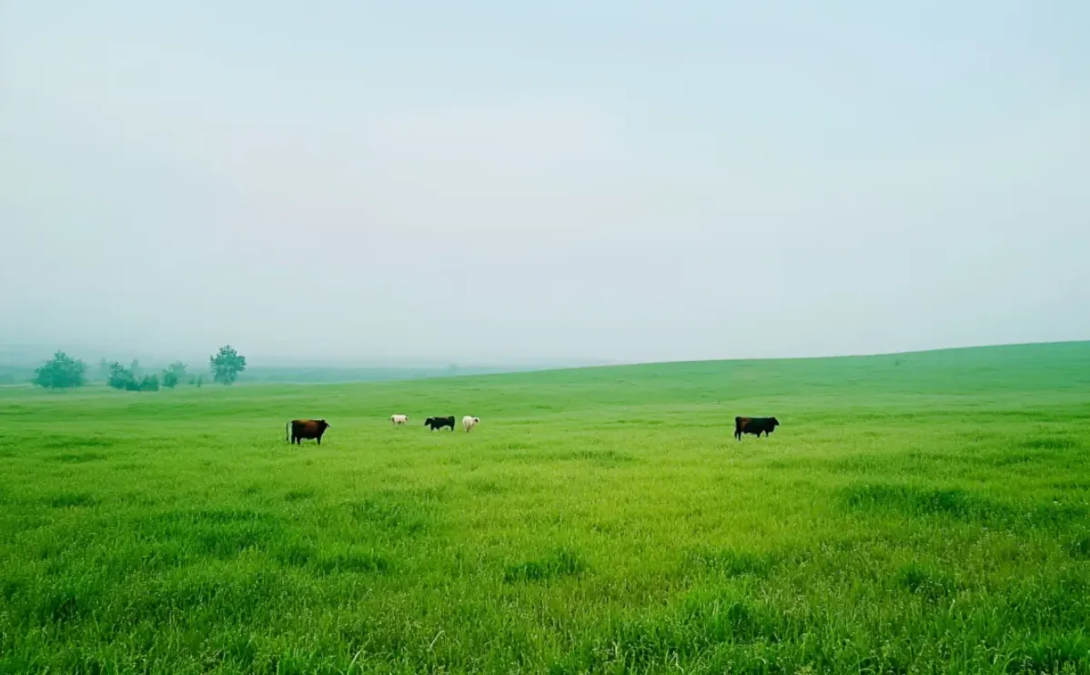 瑞斯兰多：以创新为笔、以匠心为墨树品牌