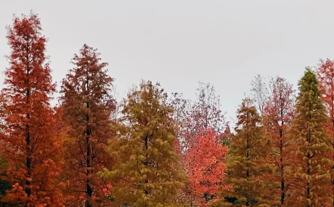 备考“丘班”，顶级数学赛道规划思考
