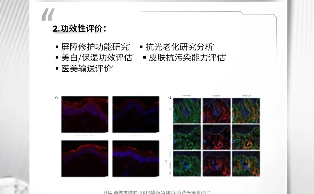 行业动态|离体皮肤模型 赋能化妆品精准评估