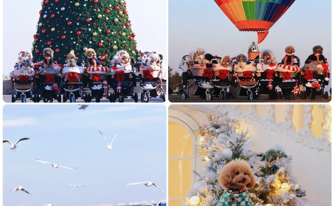 山楂2025出行报告，小狗狗的年终总结！