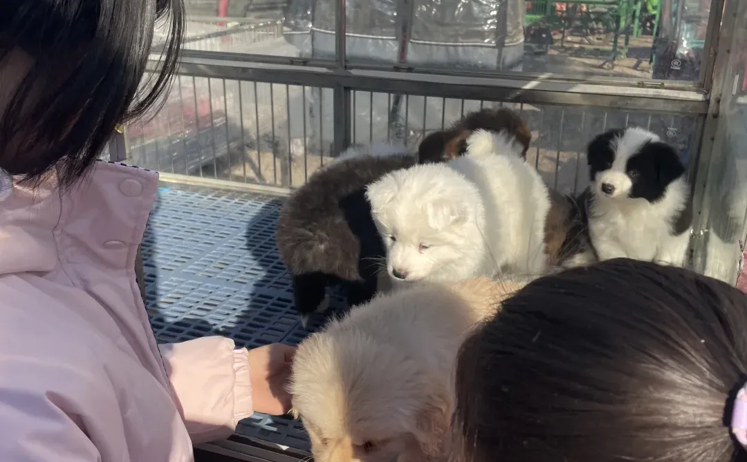 宁波宠物市场、宠物天堂、逛逛逛！