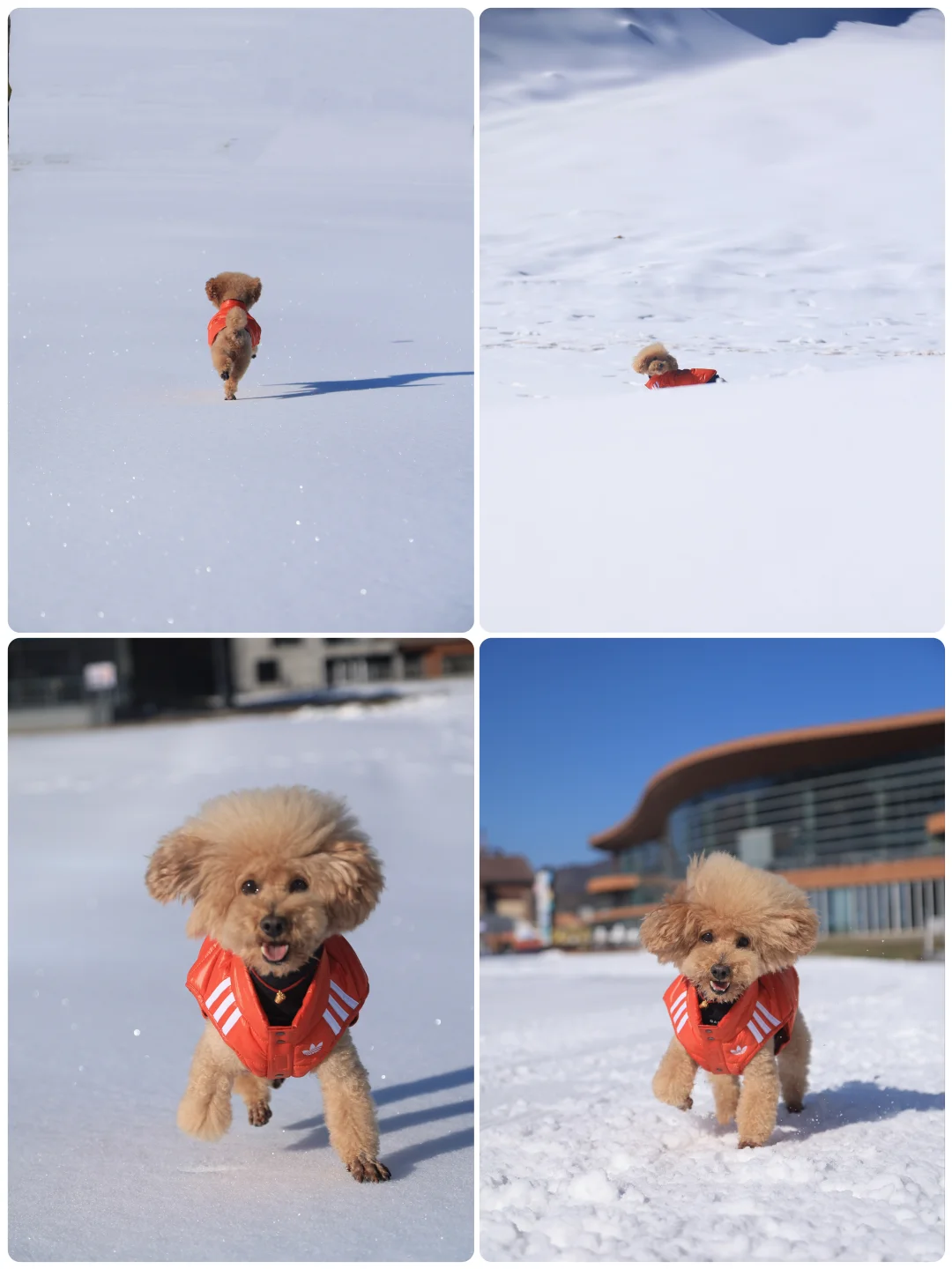 山楂2025出行报告，小狗狗的年终总结！