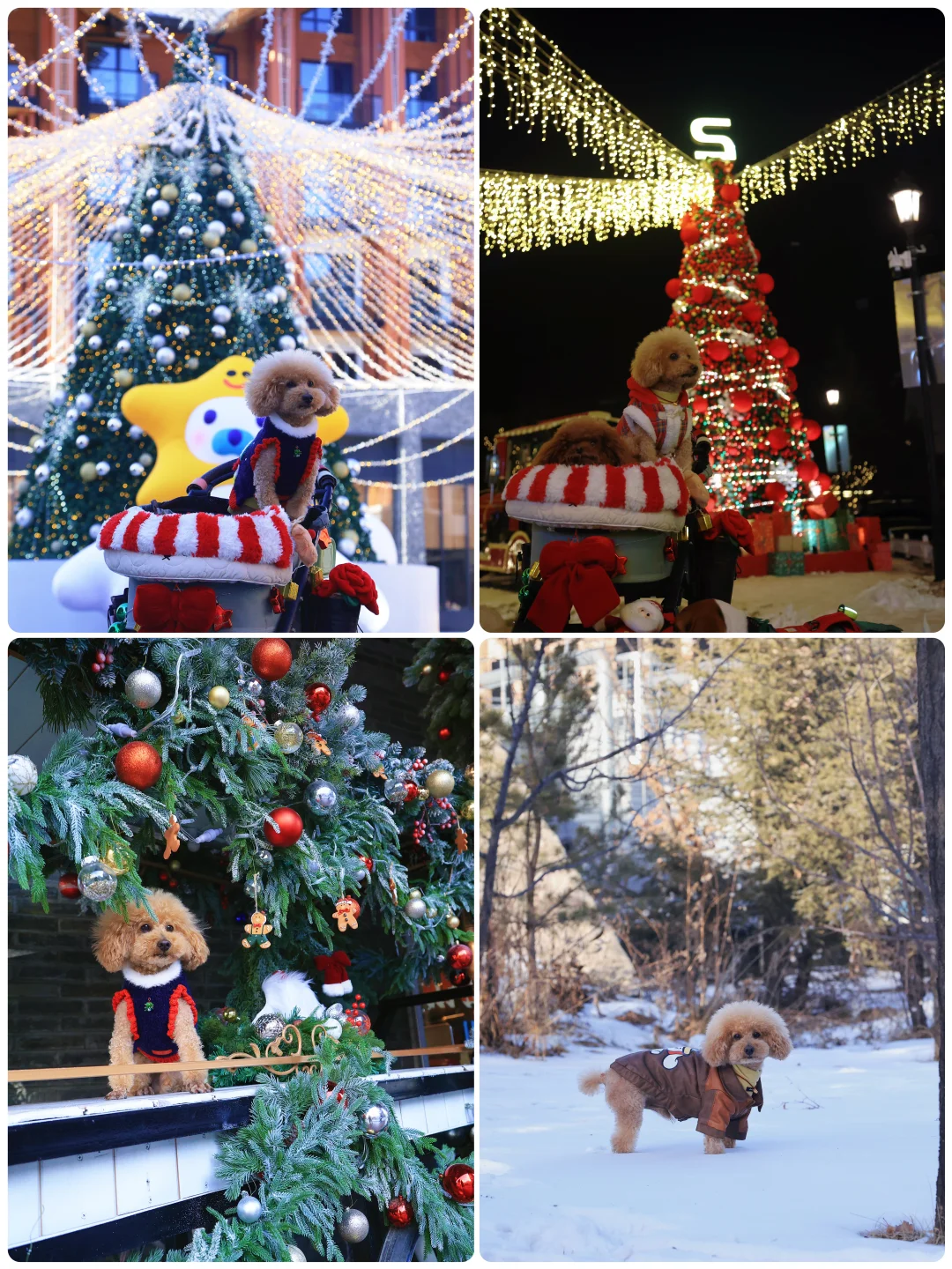 山楂2025出行报告，小狗狗的年终总结！