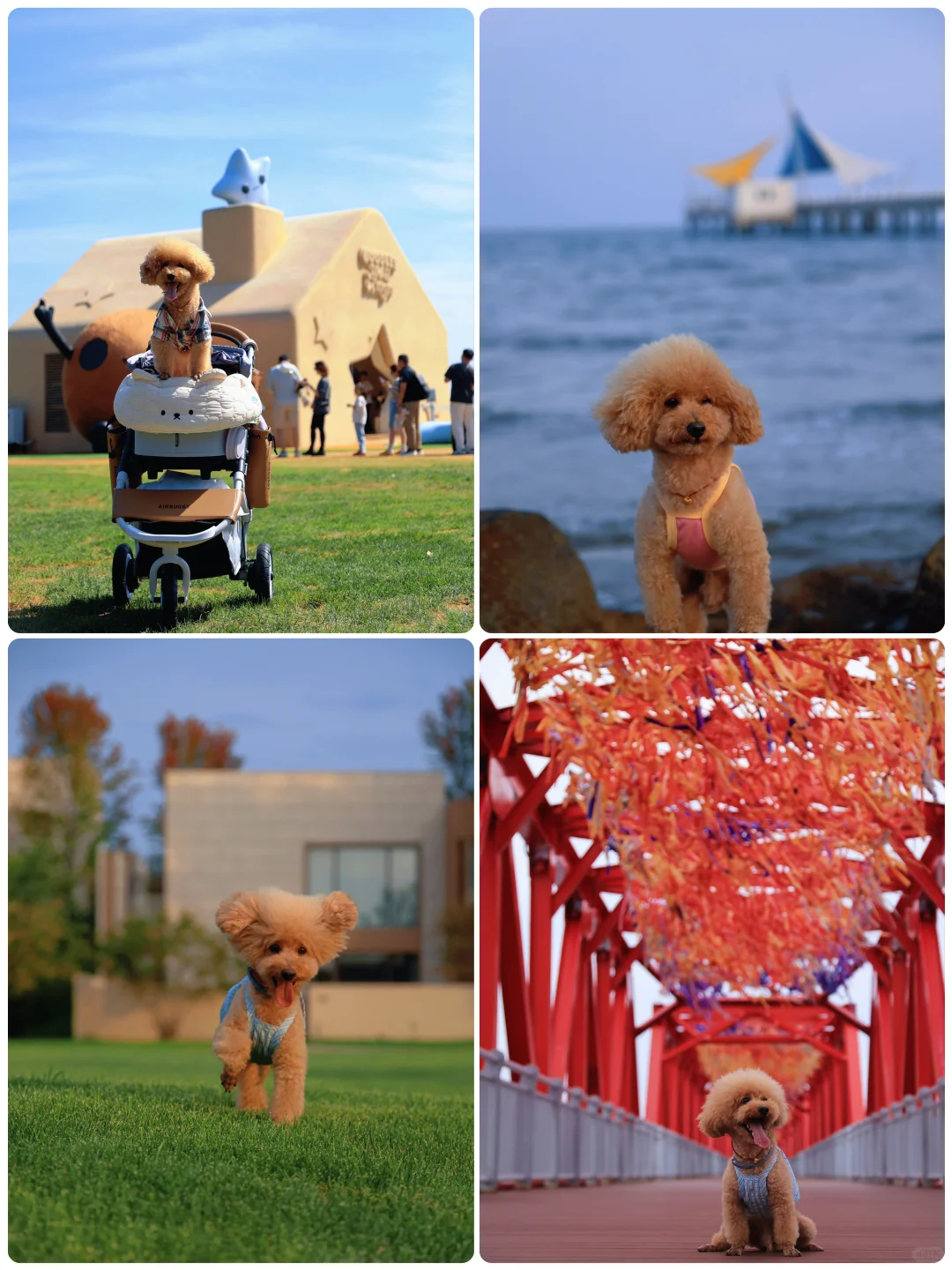 山楂2025出行报告，小狗狗的年终总结！