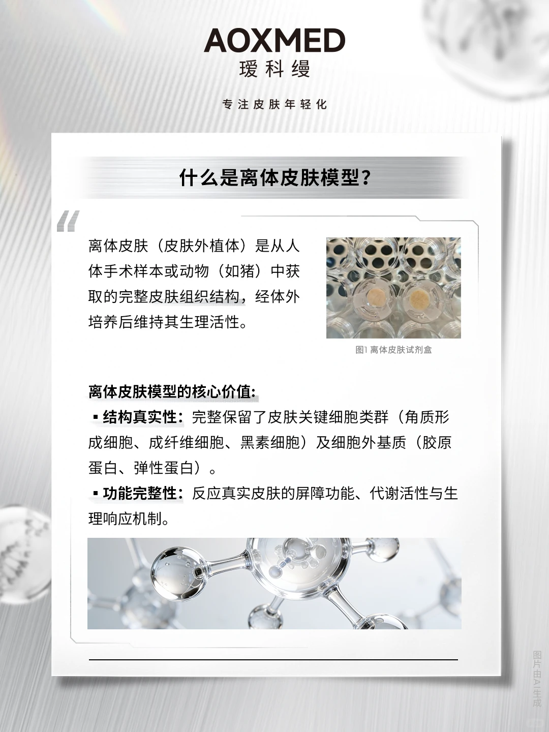 行业动态|离体皮肤模型 赋能化妆品精准评估