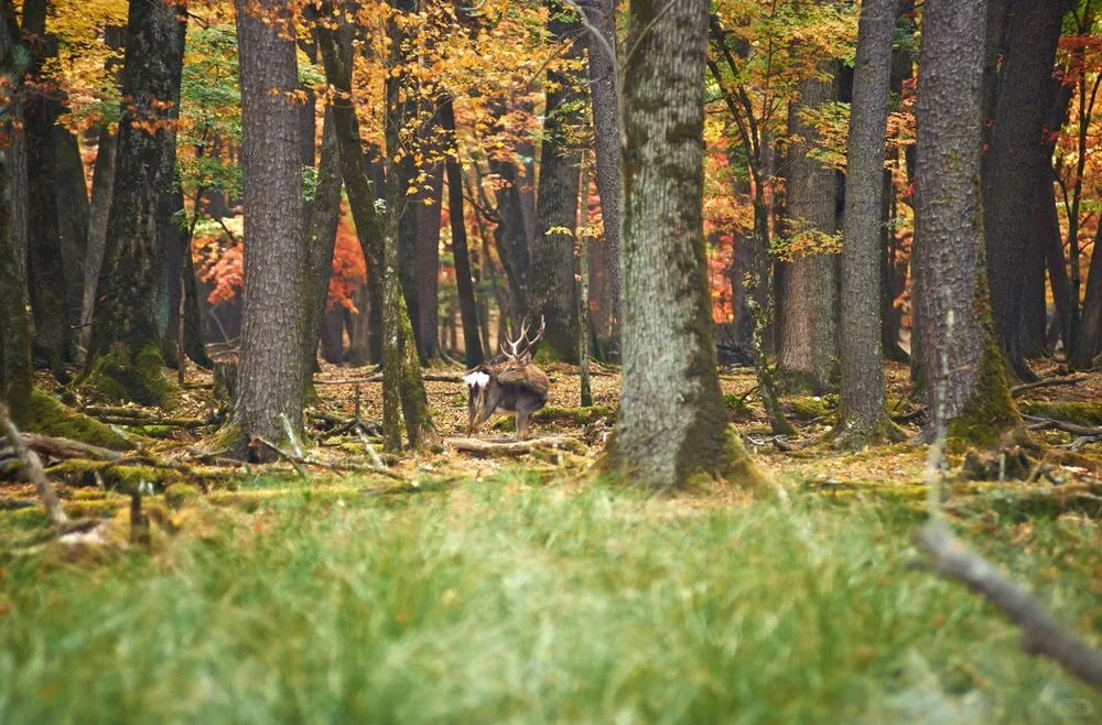 农夫山泉差异化之路堪称品牌定位经典