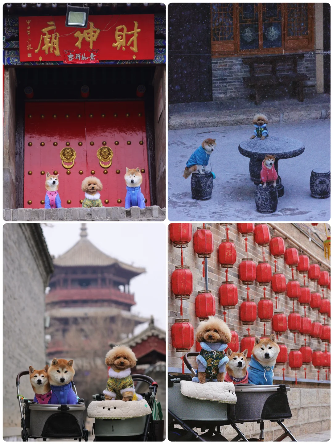 山楂2025出行报告，小狗狗的年终总结！