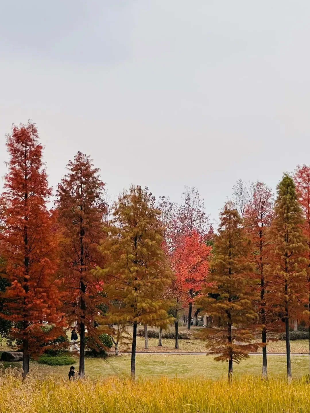 备考“丘班”，顶级数学赛道规划思考