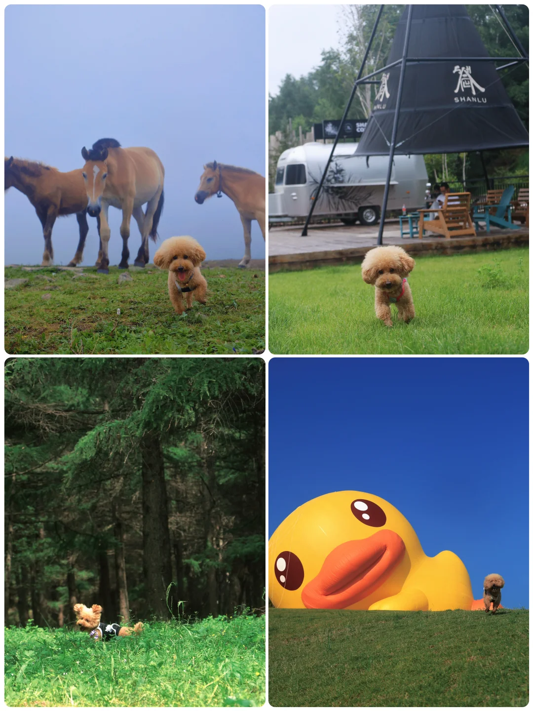 山楂2025出行报告，小狗狗的年终总结！