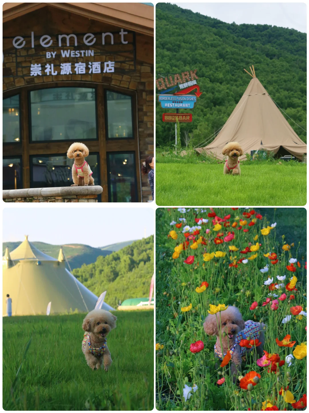 山楂2025出行报告，小狗狗的年终总结！