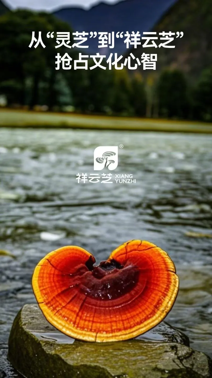 什么是D3数智化品牌全案运营服务