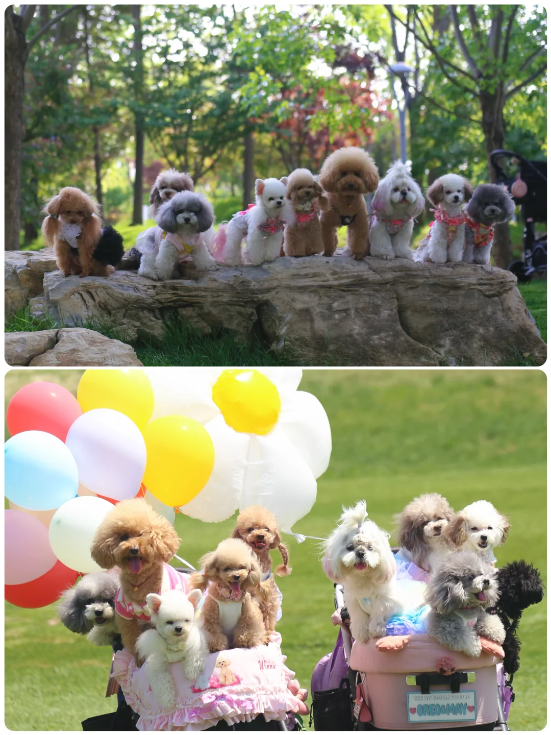 山楂2025出行报告，小狗狗的年终总结！