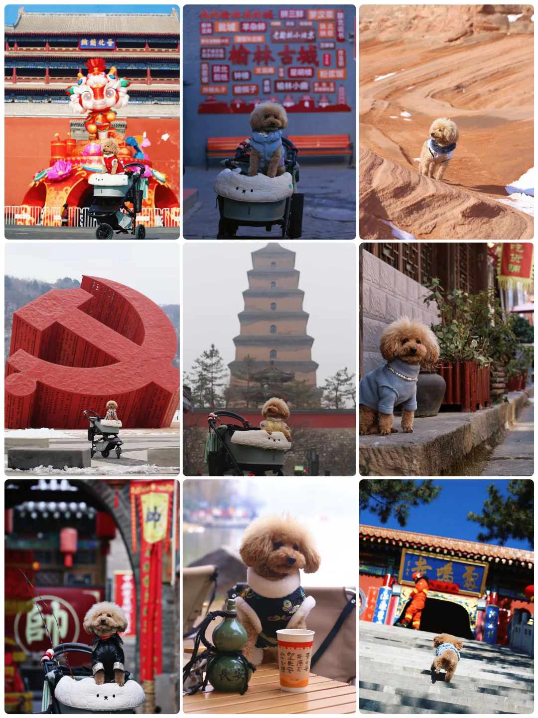 山楂2025出行报告，小狗狗的年终总结！