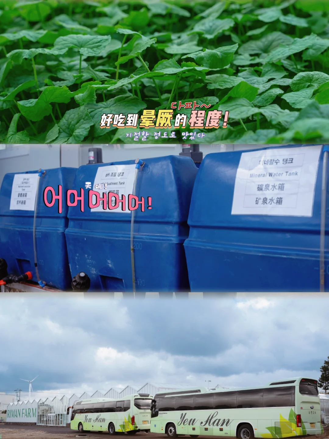 力曼济州岛巨型积雪草智慧农场溯源