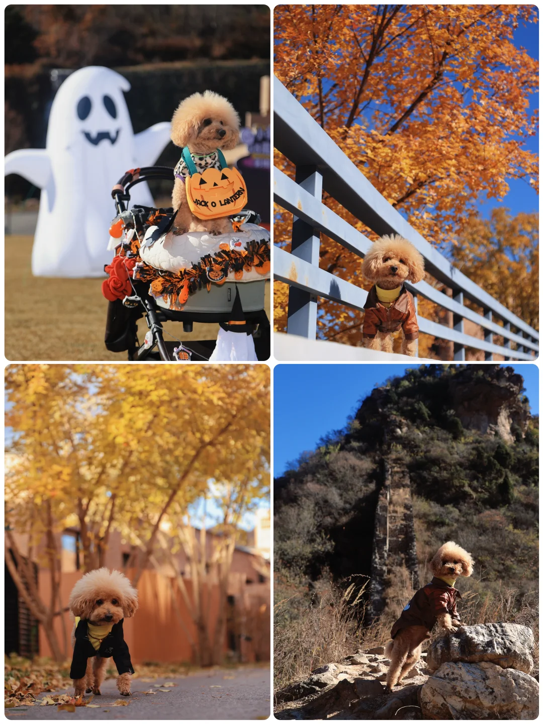 山楂2025出行报告，小狗狗的年终总结！