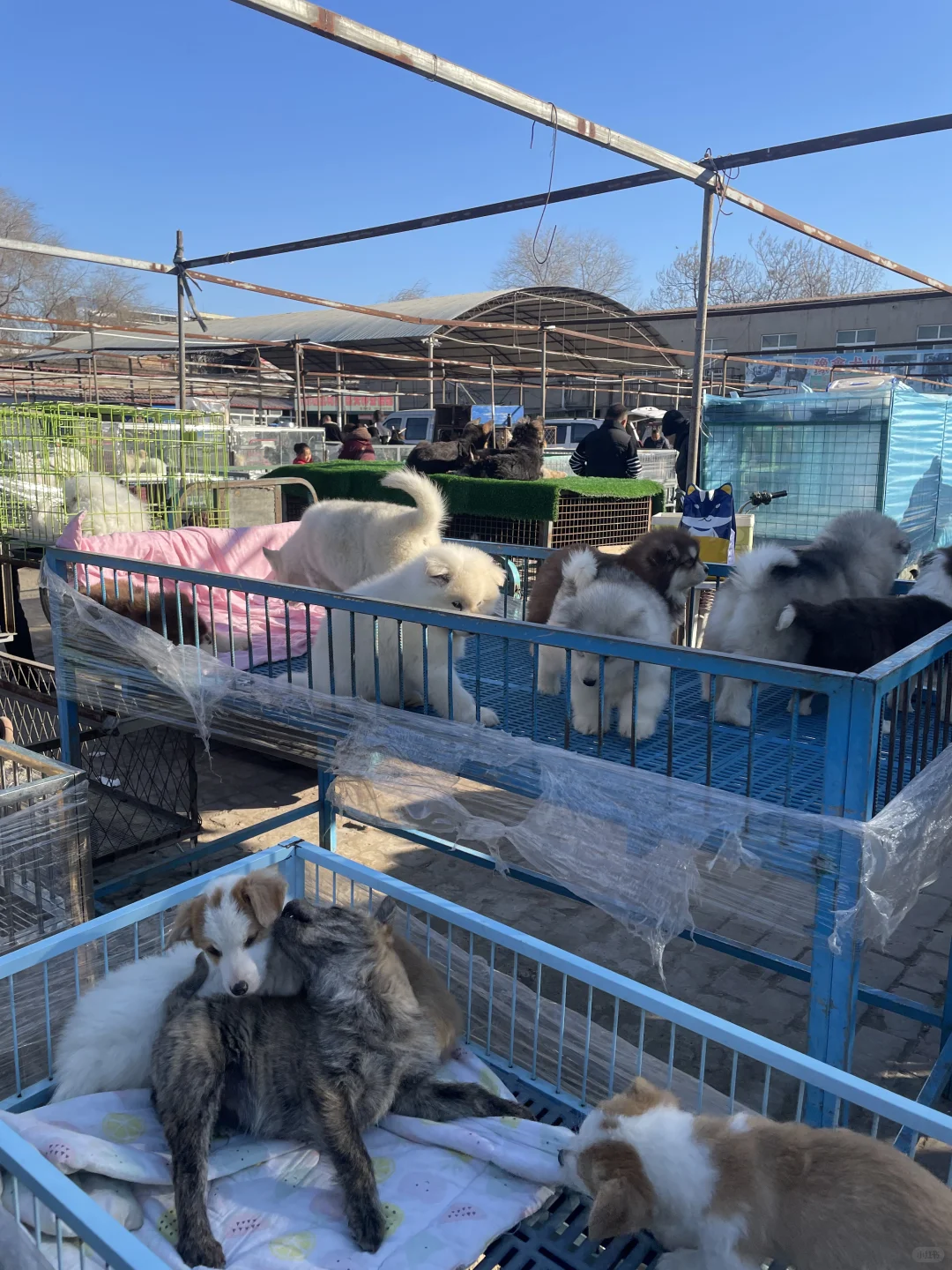 宁波宠物市场、宠物天堂、逛逛逛！