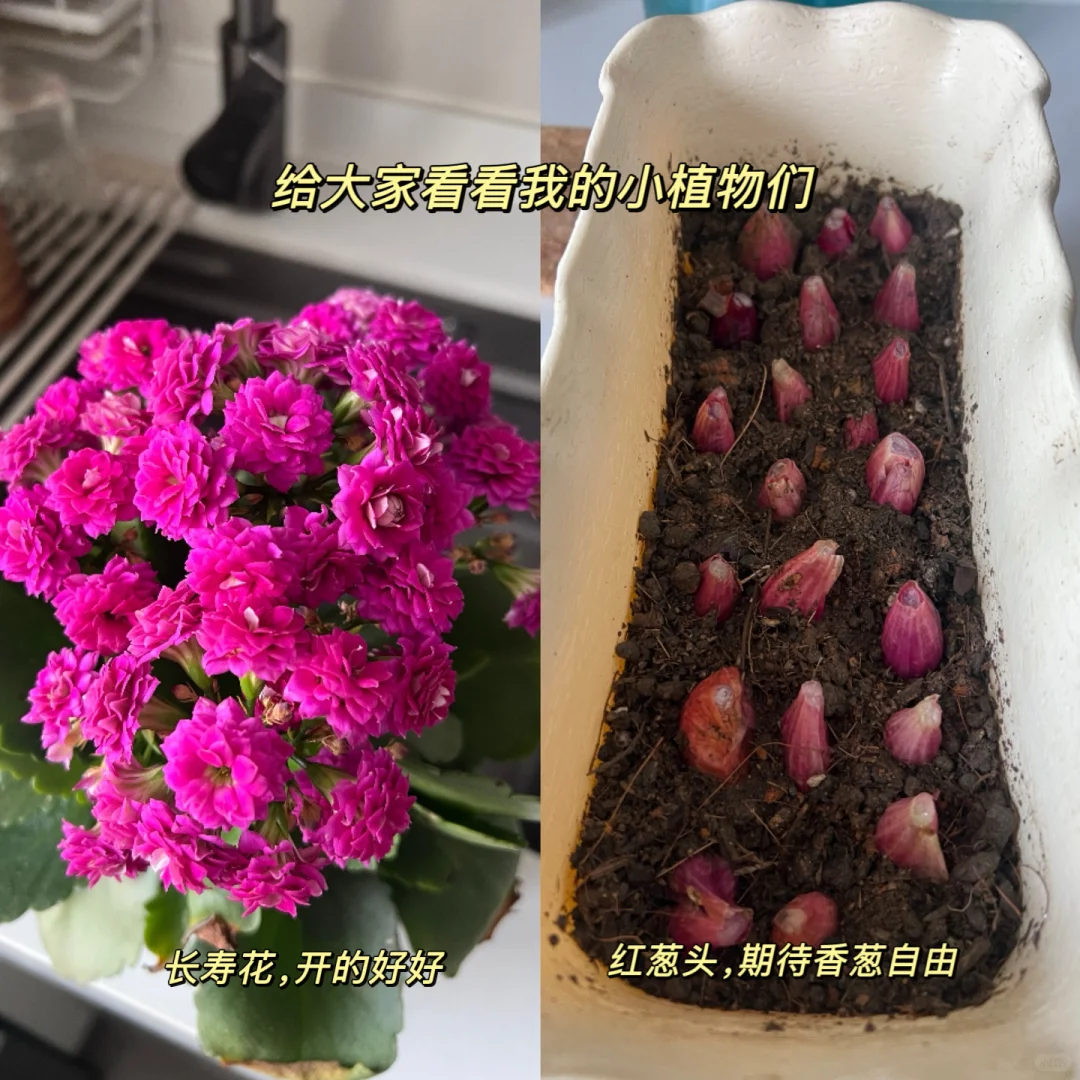 数据分析师的“用户增长”玩儿法